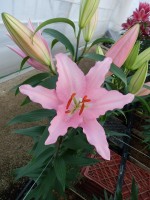 [5319 Catone VWS No01.JPG]